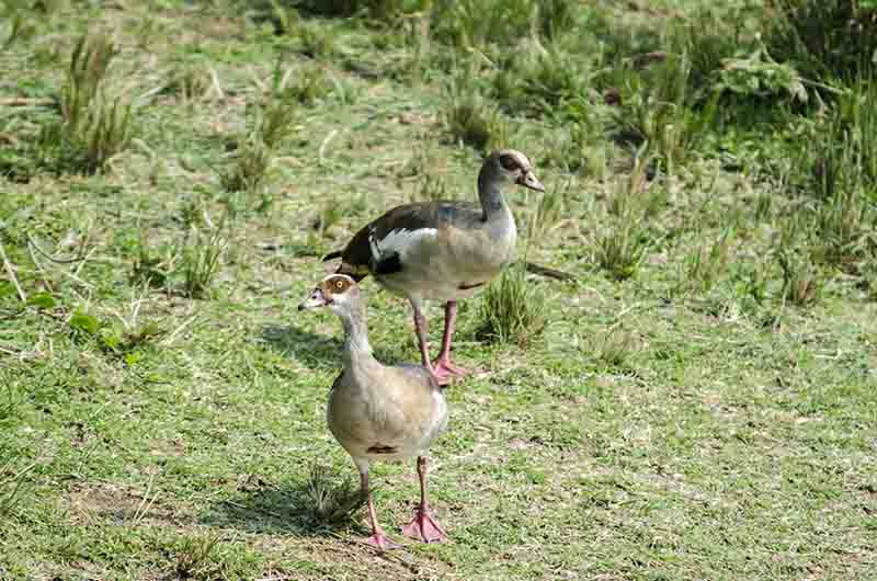 111 - Gansos Egipcios - parque nacional Queen Elizabeth - Uganda